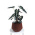 Alocasia lowii ‘Bambino' (Dwarf form) - 13cm pot